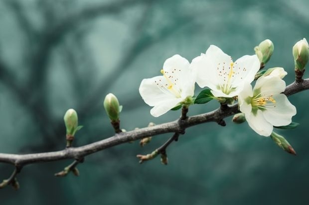 云南合适种植的花卉有哪些 云南省保山市施甸县气候适合种什么花