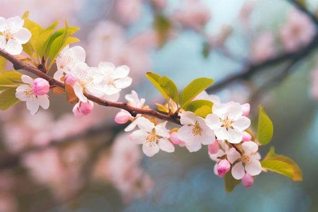 安宁月季花语和寓意和花语 月季花的花语和寓意