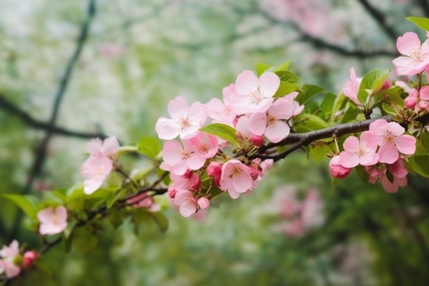 暗恋花语寓意图片大全 代表暗恋与守护的花