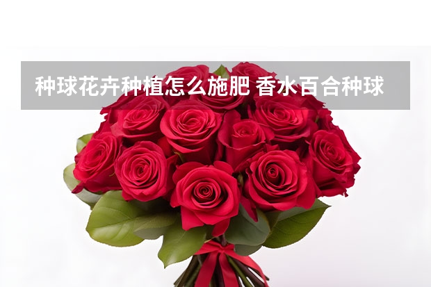 种球花卉种植怎么施肥 香水百合种球怎么养