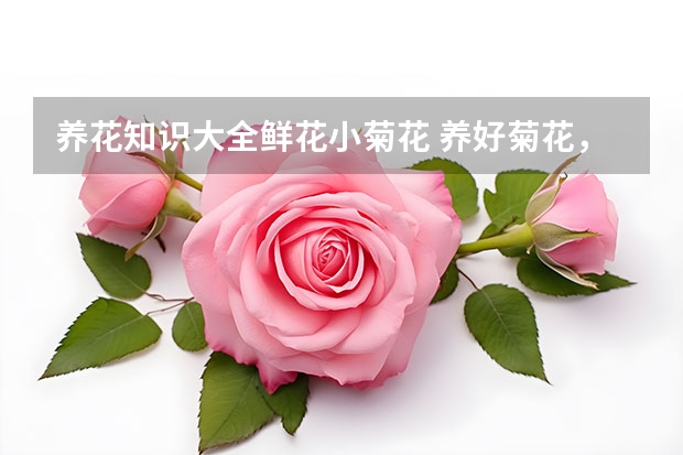 养花知识大全鲜花小菊花 养好菊花，有哪些秘诀？