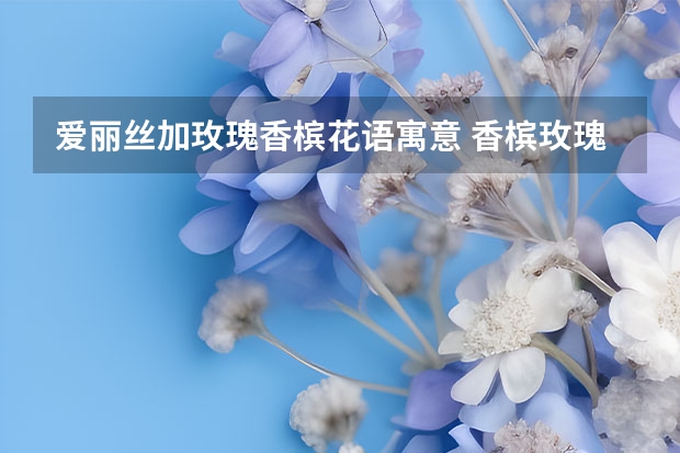 爱丽丝加玫瑰香槟花语寓意 香槟玫瑰的花语是什么意思 香槟玫瑰花语和寓意是什么