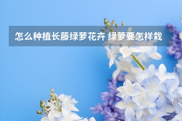 怎么种植长藤绿萝花卉 绿萝要怎样栽培？