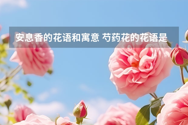 安息香的花语和寓意 芍药花的花语是什么啊