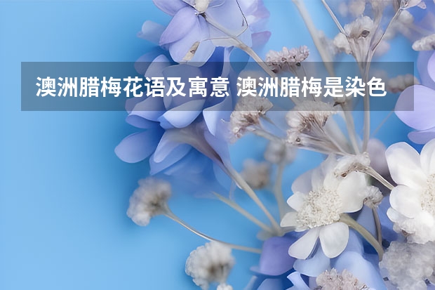 澳洲腊梅花语及寓意 澳洲腊梅是染色的吗