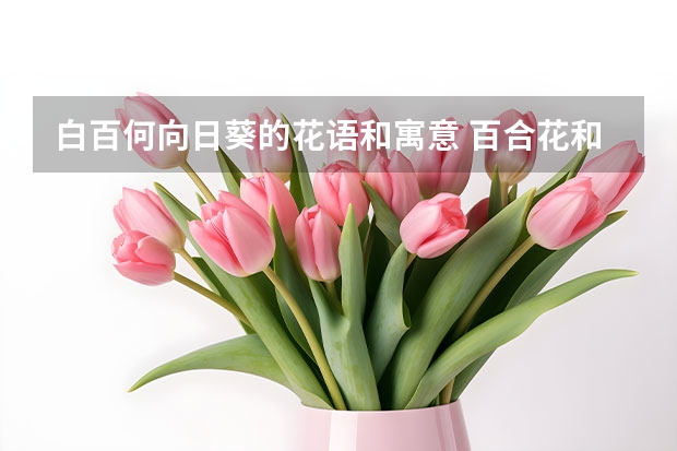 白百何向日葵的花语和寓意 百合花和向日葵花的花语是什么？