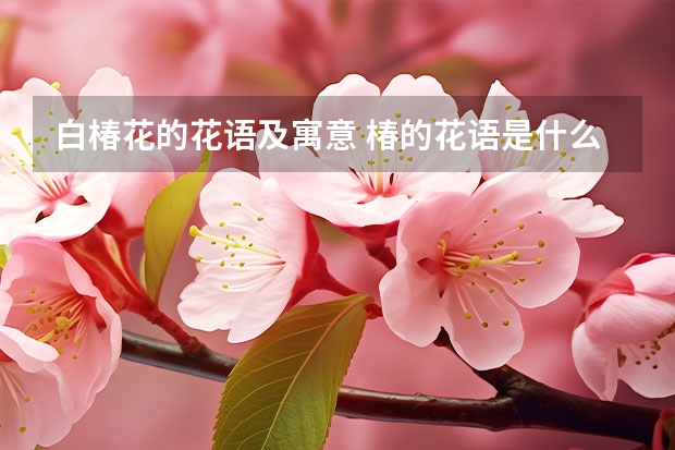 白椿花的花语及寓意 椿的花语是什么呢？