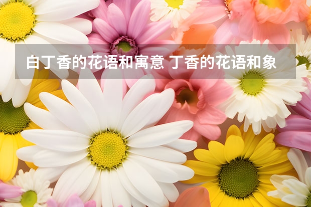 白丁香的花语和寓意 丁香的花语和象征意义