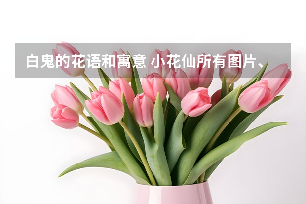 白鬼的花语和寓意 小花仙所有图片、花语、名字。