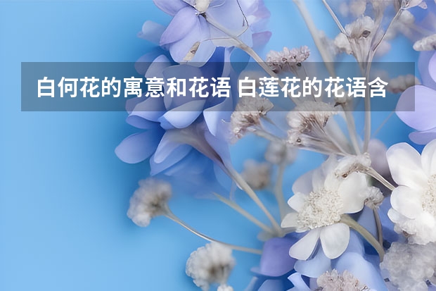 白何花的寓意和花语 白莲花的花语含义及作用功效介绍