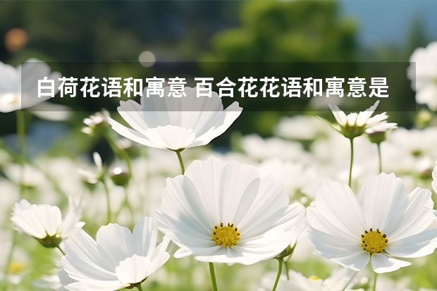 白荷花语和寓意 百合花花语和寓意是什么