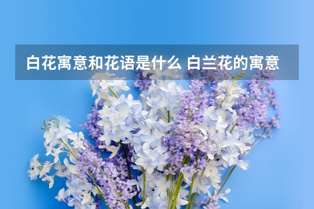 白花寓意和花语是什么 白兰花的寓意和花语