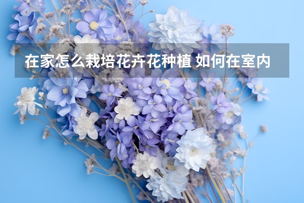 在家怎么栽培花卉花种植 如何在室内种植花草 种植室内花草的方法技巧