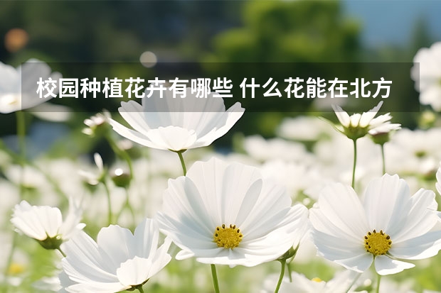 校园种植花卉有哪些 什么花能在北方的校园种植