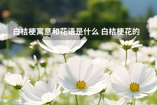 白桔梗寓意和花语是什么 白桔梗花的寓意和花语