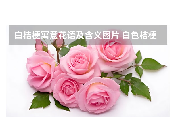 白桔梗寓意花语及含义图片 白色桔梗花的花语