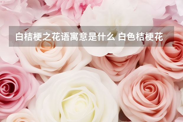 白桔梗之花语寓意是什么 白色桔梗花的花语