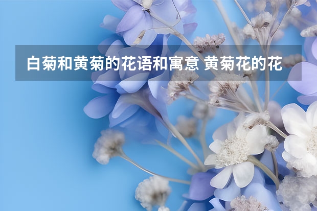 白菊和黄菊的花语和寓意 黄菊花的花语是什么，黄菊花有什么寓意