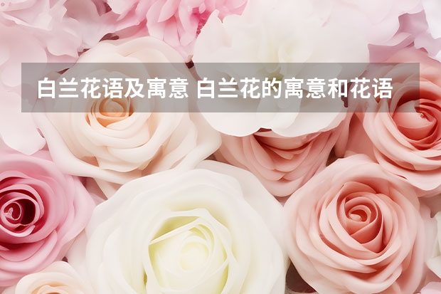 白兰花语及寓意 白兰花的寓意和花语