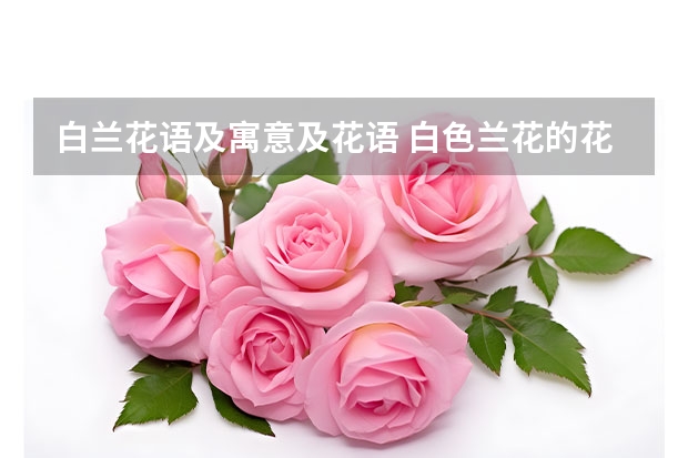 白兰花语及寓意及花语 白色兰花的花语寓意及其传说