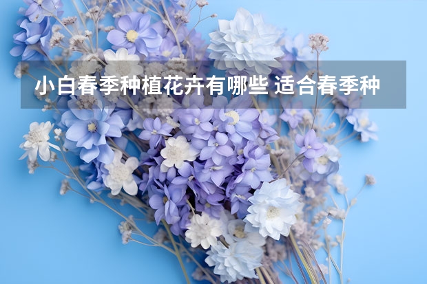 小白春季种植花卉有哪些 适合春季种的花卉哪些