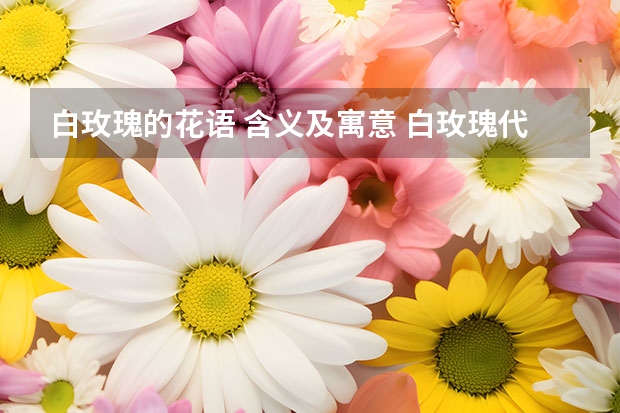 白玫瑰的花语 含义及寓意 白玫瑰代表什么花语