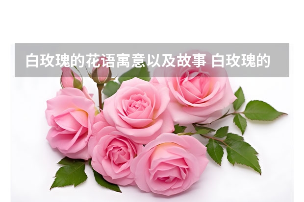 白玫瑰的花语寓意以及故事 白玫瑰的花语和寓意是什么