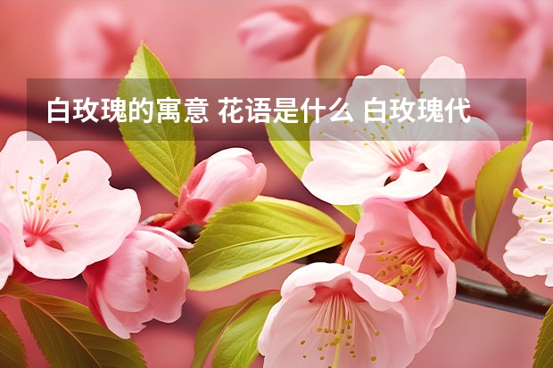 白玫瑰的寓意 花语是什么 白玫瑰代表什么花语