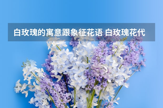 白玫瑰的寓意跟象征花语 白玫瑰花代表什么（白玫瑰的寓意和花语）