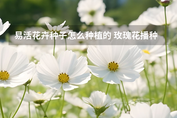 易活花卉种子怎么种植的 玫瑰花播种容易成活的做法