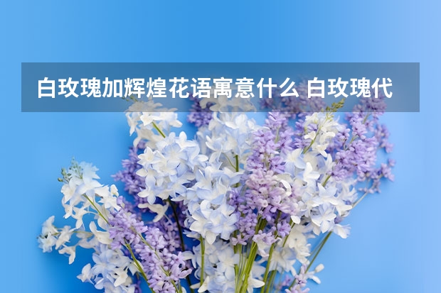 白玫瑰加辉煌花语寓意什么 白玫瑰代表什么花语