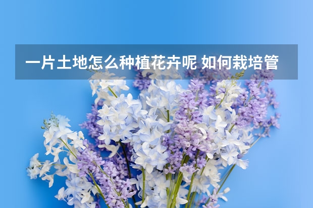 一片土地怎么种植花卉呢 如何栽培管理露地花卉