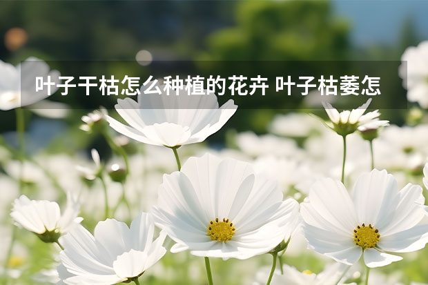 叶子干枯怎么种植的花卉 叶子枯萎怎么办花卉叶子枯萎怎么补救