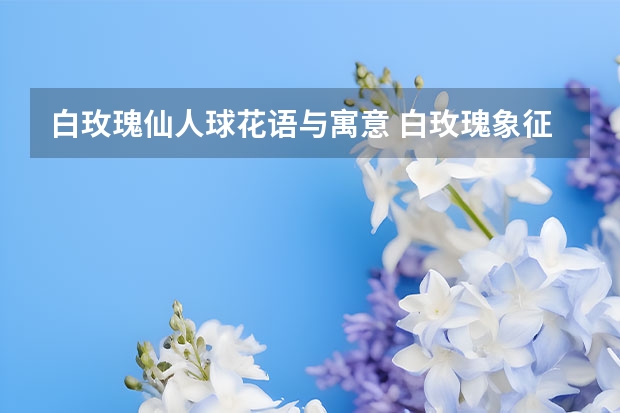 白玫瑰仙人球花语与寓意 白玫瑰象征意义是什么（白玫瑰的寓意和花语）