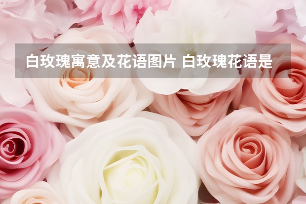 白玫瑰寓意及花语图片 白玫瑰花语是什么