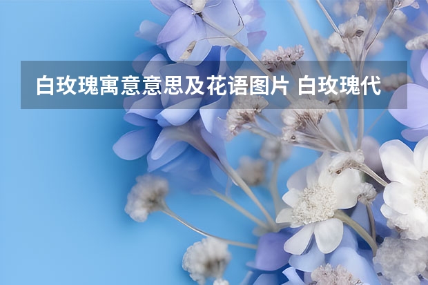 白玫瑰寓意意思及花语图片 白玫瑰代表什么花语