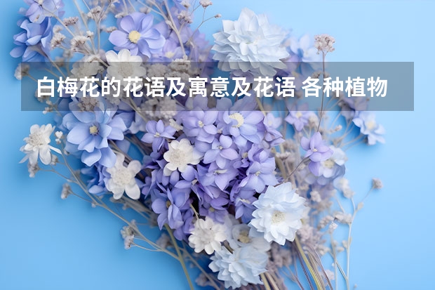 白梅花的花语及寓意及花语 各种植物花语及象征意义