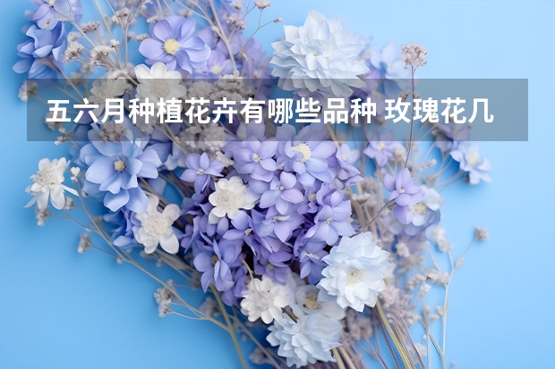 五六月种植花卉有哪些品种 玫瑰花几月份种植好 玫瑰花什么时候种植好