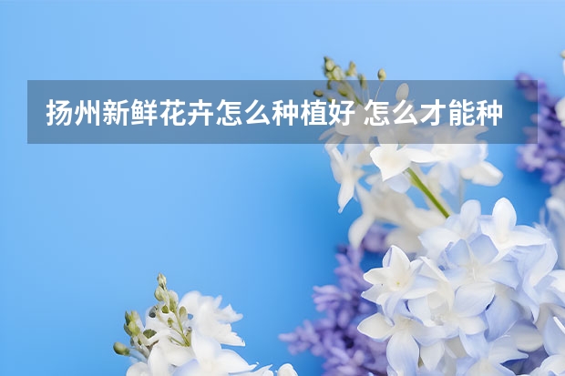 扬州新鲜花卉怎么种植好 怎么才能种好花 应该从这些方面入手