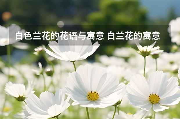 白色兰花的花语与寓意 白兰花的寓意