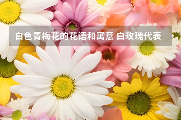 白色青梅花的花语和寓意 白玫瑰代表什么意思（白玫瑰花的象征与寓意）