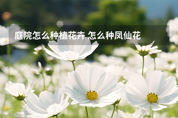 庭院怎么种植花卉 怎么种凤仙花