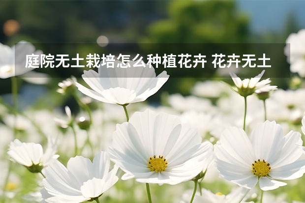 庭院无土栽培怎么种植花卉 花卉无土栽培的类型及养护要点