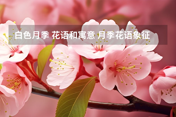 白色月季 花语和寓意 月季花语象征与寓意