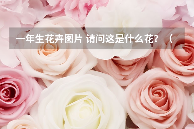 一年生花卉图片 请问这是什么花？（观赏花卉）