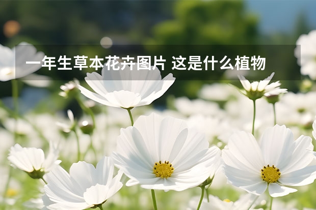 一年生草本花卉图片 这是什么植物