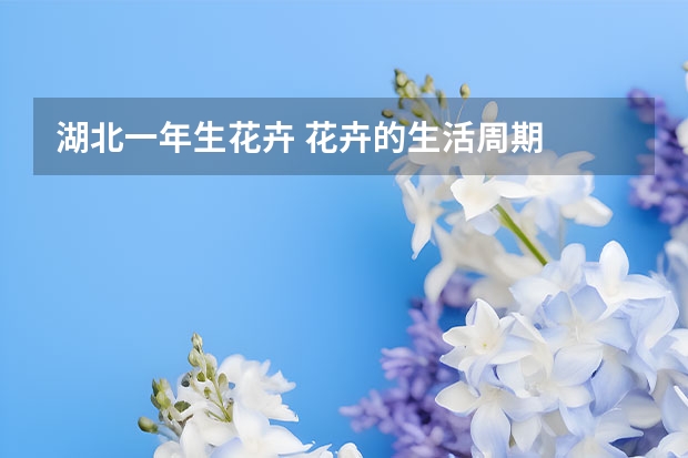 湖北一年生花卉 花卉的生活周期