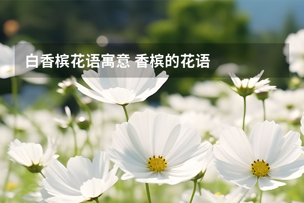 白香槟花语寓意 香槟的花语