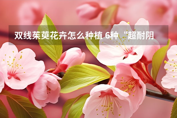 双线茱萸花卉怎么种植 6种“超耐阴”的花，没光也能窜爆盆，养在阳台客厅超有范儿