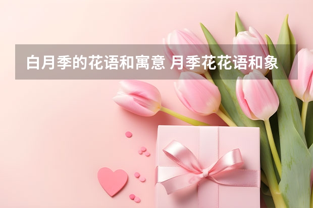 白月季的花语和寓意 月季花花语和象征意义是什么?